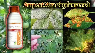 Ampect Xtra A to Z Jankari  फसलों में फंगस रोग  Daily Kheti Badi
