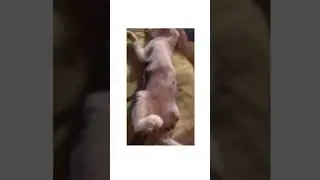 Soni hui cat meri #sleeping#cat#shorts#youtube #viralvideo #shortsviral #viral