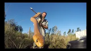 Deadly Legendary Stunning Cape Cobra!!!