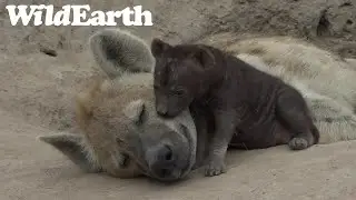 WildEarth - Сафари на рассвете - 23 июня 2022 г.