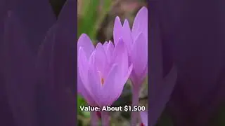 Here&rsquo;s a list of the world&rsquo;s most beautiful and expensive flowers 🌸🌍, #flowery #youtube #world