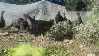 Turkey Squad 🦃 Day 1- Mind Healing Farm