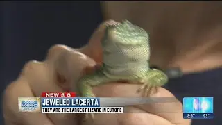Wildlife World Zoo: Jeweled Lacerta