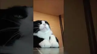 Slickback Cat Dance
