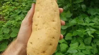 Tainung 64 sweet potato