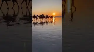 Camel riding Sunsets over the ocean #sunset #camel #shorts
