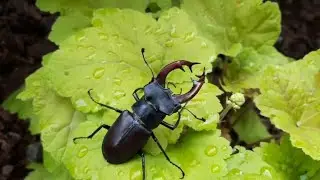 Красота природы!!! Удивительный крупный план жуков-оленей 🐜🪳🪲