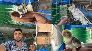 Cockatiel Birds best breeding matki & Box ? Cockatiel Birds breeding information |