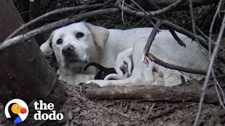 Stray Labrador Won&rsquo;t Let Rescuers Near Her Puppies | The Dodo