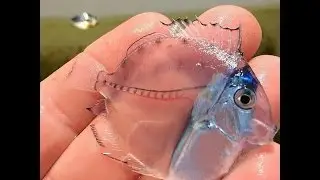 36 Transparent Animals That Are Hard To Believe Actually Exist