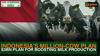 Indonesia aims to quadruple dairy herd | Massive cow imports | $3bn cattle plan