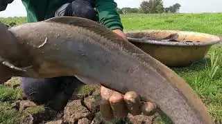 2025It's amazing! catch under the ground monster catfish in under grass now dry season by hand