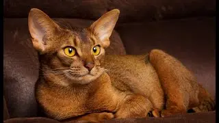 The Abyssinian is one of the oldest and most distinctive breeds of domestic cat,