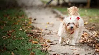 Havanese Grooming Hacks: Quick Tips for a Beautiful Coat PART 1