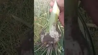 G1 GARLIC FARMING