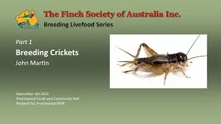Breeding Crickets - John Martin
