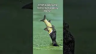 Top predators vs Prey, A fight for survival, Who will win ?? #wildlife #predator #wildanimals