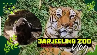 Darjeeling Zoo 🐯 | padmaja naidu himalayan zoological park Darjeeling | दार्जिलिंग का चिड़ियाघर