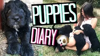 MY PUPPIES FIRST MONTH | IL PRIMO MESE DEI NOSTRI 9 CUCCIOLI!! | Adriana Spink