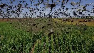 Swarm of Cicadas &bull; Real Summer Field Recording &bull; ASMR Relaxation