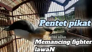 Pentet pikat gacor dor full isian