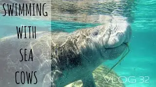 Swimming with Manatees in Crystal River, Florida with Manatee Tour and Dive | MOTM VLOG #32