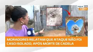 Cadela morre após ataque de pitbull no cidade universitária; caso não é isolado