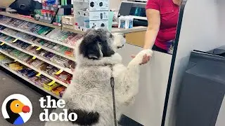 Пиренейский додо сам идёт в CVS | The Dodo