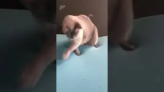 Cat Walks On Memory Foam Mattress And Gets Confused By It😂😂