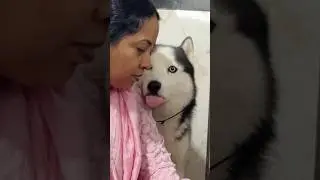 They Want To Taste Everything #shorts #dog #trending #tiktok #goldenretriever #fyp