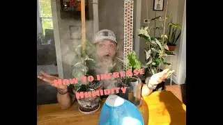 5 Simple Hacks to Increase HUMIDITY in Your Home | Monstera and Philodendron will LOVE You for This!