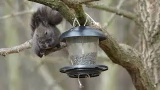 Sciurus vulgaris cute european squirrel is stealing seeds from bird feeder. Veverka obecn&aacute;.