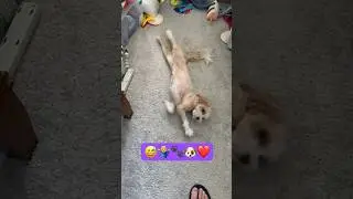 Cavapoo Puppy Fun: Loki & Luna's Day