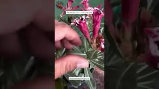 Rare Brazil Imported Adenium Plant Online Shopping 🛒 #adenium #plants #flowers #garden