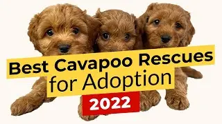 Best Cavapoo Rescues for Adoption 🐶🔴 2022 🔴🐶