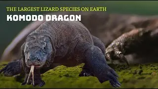 Komodo Dragons | Komodo Dragon Attack And Eating Animals Alive - Encounter in the Wild #komododragon