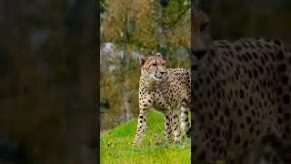 Cheetah|cat walking in a Jungle#animalkingdom #jungle |stylish cheetah