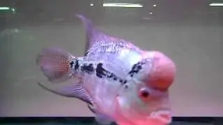 Half Thai silk, half kamfa crossbreed