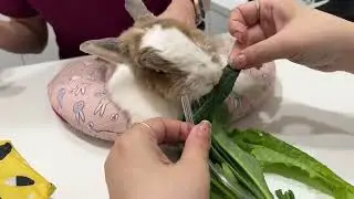 【開放認養】湖美