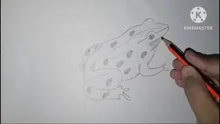 Learn to draw a frog/ simple frog drawing step by step