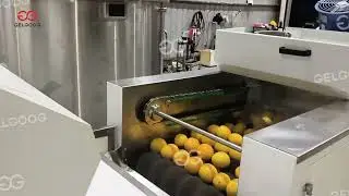 Citrus Washing And Grading Line/Fruit/Orange/Apple Washing Line/Fruit Grading Line/Drying Machine
