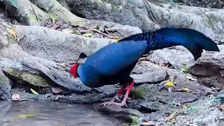 Siamese fireback (Lophura diardi)