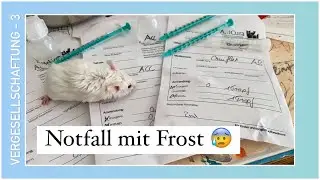 Farbmäuse-Vergesellschaftung (3)