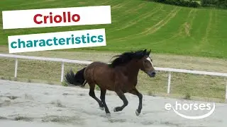 Criollo | characteristics, origin & disciplines