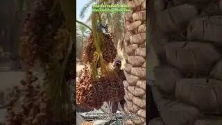 The Incredible Date Harvesting Process