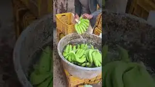 Fresh banana supplier in India || 9805827025 || kele ka business