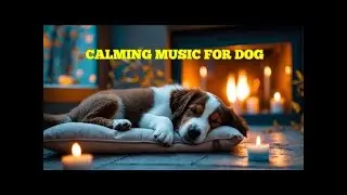 12 HOURS of Dog Comfort Sleep Music 🎶 Healing Sounds for Anxious or Sensitive Dogs