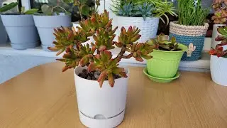 Crassula Ovata (Shrek Kulağı) Bakımı Saksı Değişimi