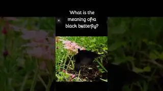 What is the meaning of a black butterfly?