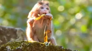Brave Little Monkey Ventures Away From Mom to Forage